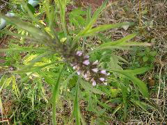 P9070115.JPG