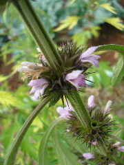 P9070116.JPG