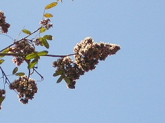 P9070019.JPG