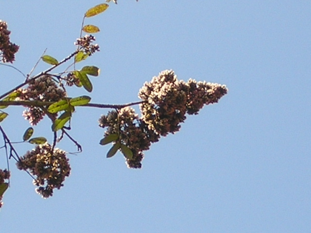 P9070019.JPG